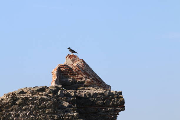 un corvo posa su una formazione rocciosa vicino al villaggio del faro di rumeli, istanbul, turchia, febbraio 2017 - perch rock lighthouse foto e immagini stock