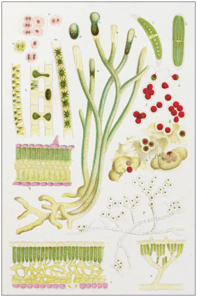 istock Antique botany illustration: Zoospores and zigospores 1173845620