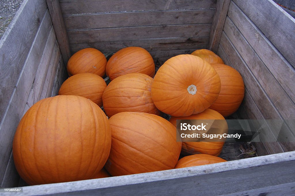 Pumpkins  Autumn Stock Photo