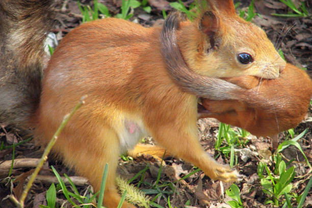 赤いリスがカブを運ぶ。リスの母は子供を歯に入れて運ぶ。 - curious squirrel ストックフォトと画像