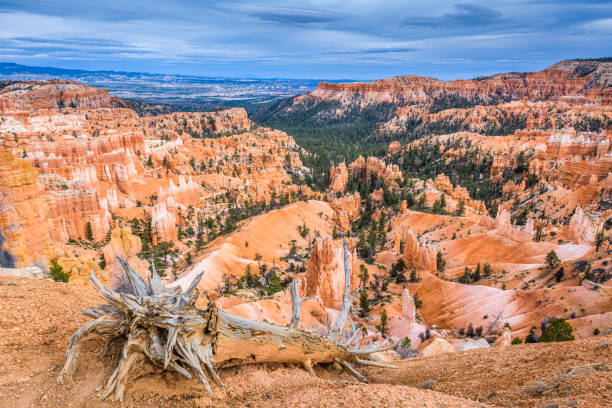 istock Bryce Canyon National Park, Utah, USA with a Dead Tree 1173851398