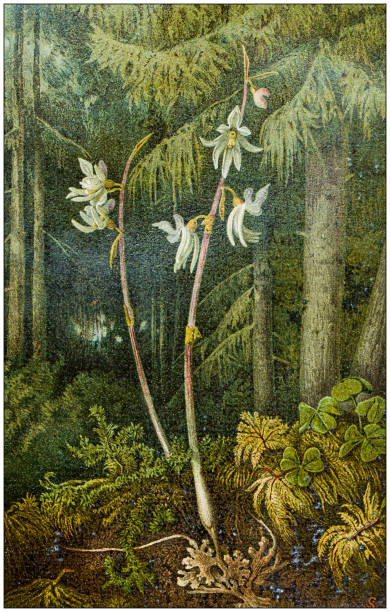 Antique botany illustration: Epipogium aphyllum, ghost orchid