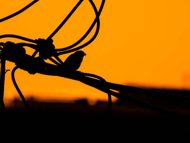 bird in sunset