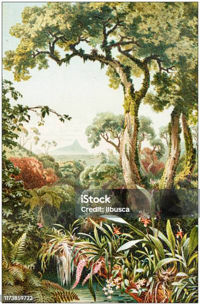 Ilustración de Ilustración De Botánica Antigua Plantas Parasitarias Tropicales y más Vectores Libres de Derechos de Ilustración