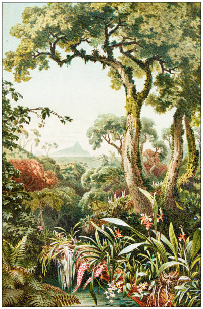 античная иллюстрация ботаники: тропические паразитические растения - tropical rainforest illustrations stock illustrations