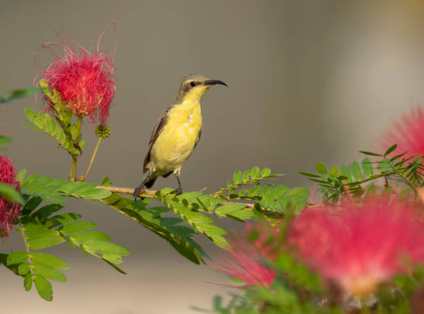istock Purple Sunbird (Nectarinia asiatica) 1173862851