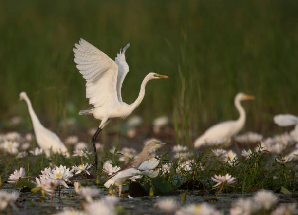 istock Great Egret in water lily pond 1173862984