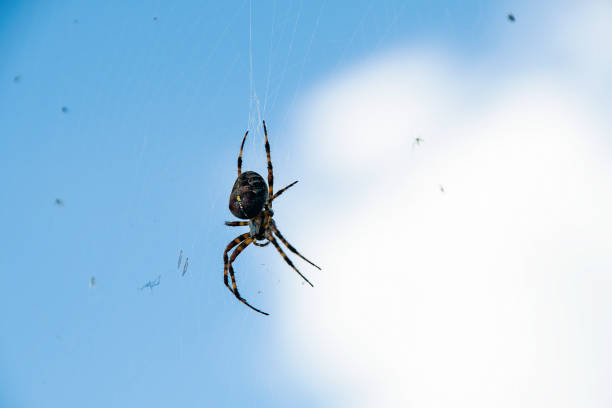 araignée de croix brune suspendue - cross spider photos et images de collection