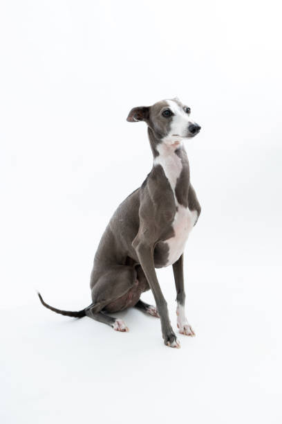 istock Italian Greyhound Dog isolated on white background 1173875074