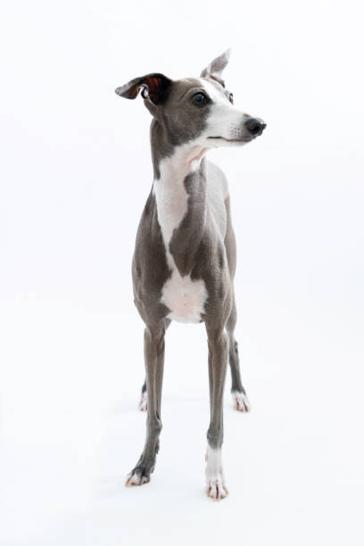 白い背景に隔離されたイタリアのグレイハウンド犬 - italian greyhound ストックフォトと画像