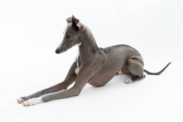 istock Italian Greyhound Dog isolated on white background 1173875120