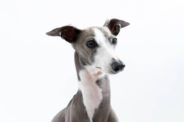 istock Italian Greyhound Dog isolated on white background 1173875123