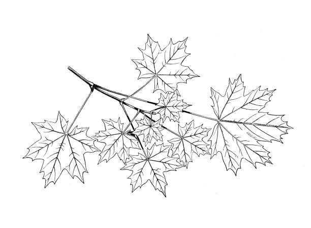 antike botanik illustration: acer platanoides, norwegen ahorn - norway maple stock-grafiken, -clipart, -cartoons und -symbole