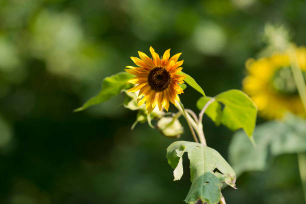 istock Landscape with sunflower in summer 1173876918