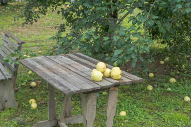 istock apples in the garden 1173876941