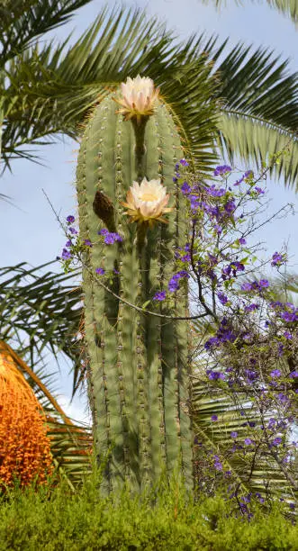 Organ Pipe Cactus (also called pitahaya / sweet cactus fruit) white flower blooming and beside it are purple kangaroo apple flower