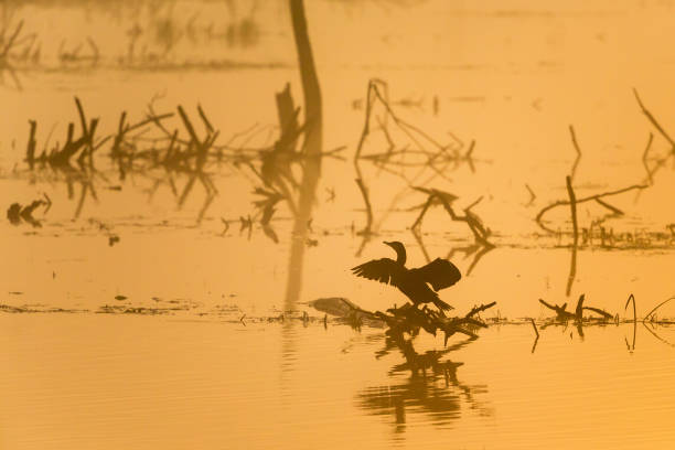 istock Dawn on the lake with a great Cormorant 1173880968
