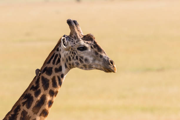 istock Giraffe portrait in the savanna 1173881123