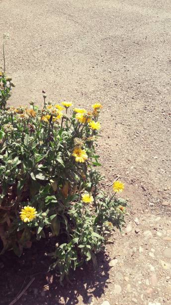 istock A plant with yellow flowers 1173881308