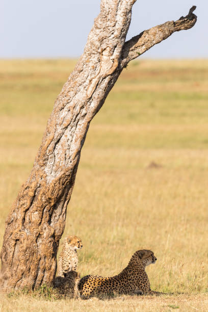 istock Cheetah with cubs under a tree on the savannah in Masai Mara 1173881466