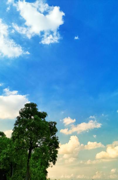 istock Tree against the Sunlight during Colorful Sunset 1173881794