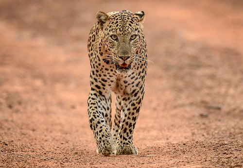 A male Leopard walking down the forest road, one summer evening at Tadoba Tiger Reserve, India