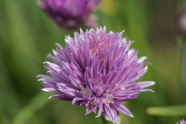 istock chive blossoms with green background and shadows 1173883869