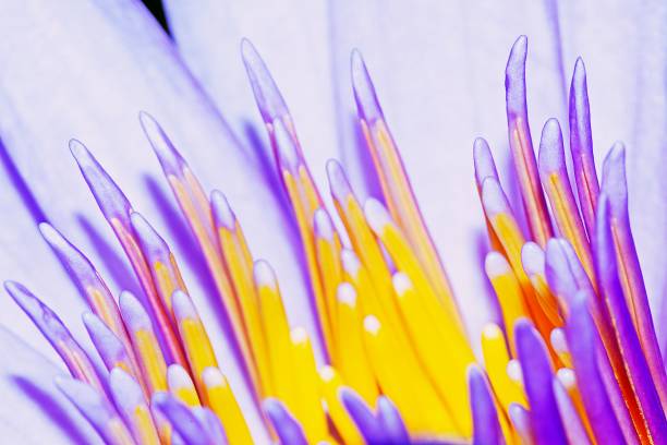 istock Lotus water lily flower's pollen. 1173884127
