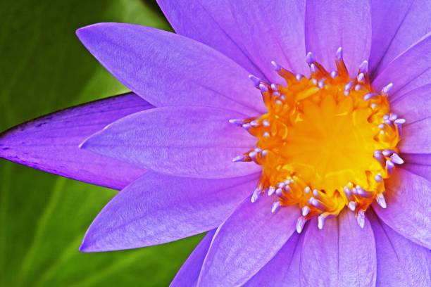 fleur de nénuphar de lotus. - 7679 photos et images de collection