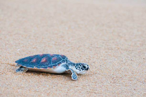 istock The green sea turtle (Chelonia Mydas) walking on the beach 1173884808