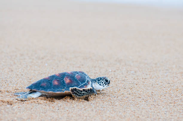 istock The green sea turtle (Chelonia Mydas) walking on the beach 1173884811