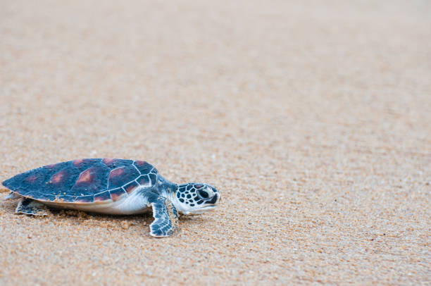 istock The green sea turtle (Chelonia Mydas) walking on the beach 1173884835