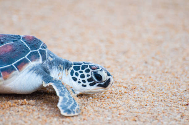 istock The green sea turtle (Chelonia Mydas) walking on the beach 1173884855