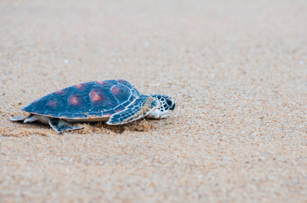 istock The green sea turtle (Chelonia Mydas) walking on the beach 1173884856
