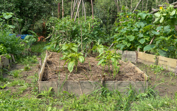 istock pepper in the garden 1173888637