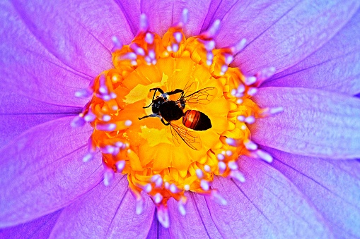 Bee in Lotus water lily flower.