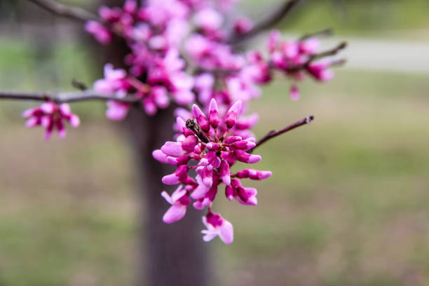 A redbud tree beginning to bloom during spring in Kentucky