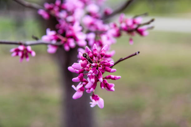 Redbuds blooming in Kentucky stock photo