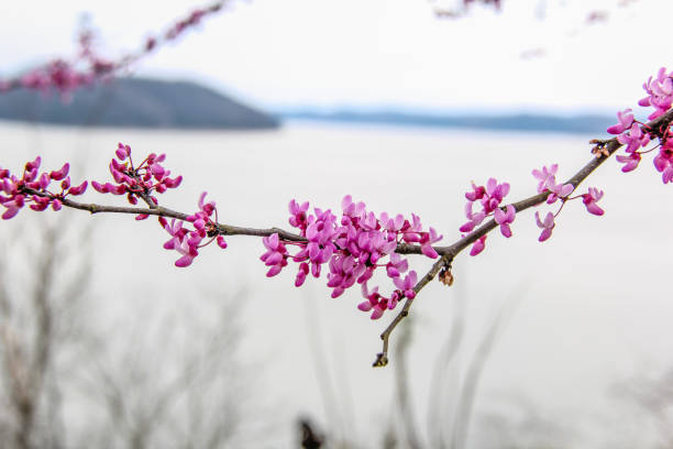 Redbud tree by a lake in Kentucky stock photo
