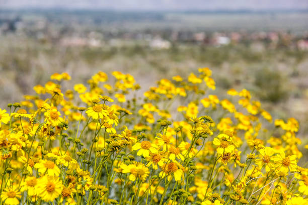 Yellow Wildflowers in Anza Borrego stock photo