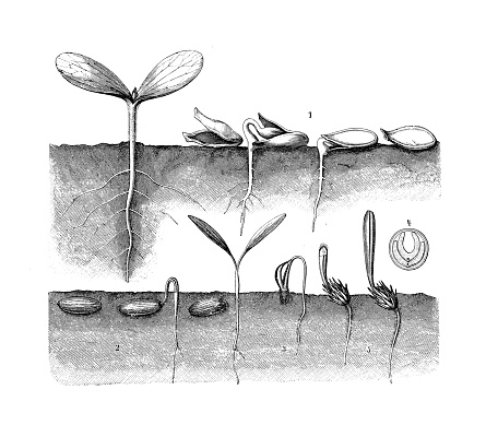 Antique botany illustration: Seed shoot