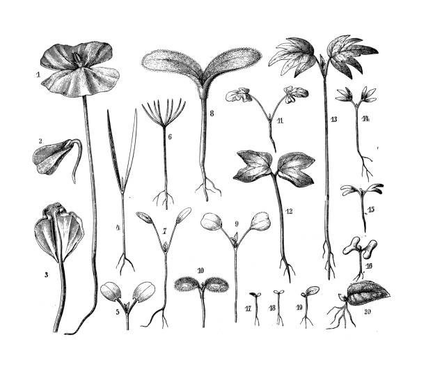 ilustrações de stock, clip art, desenhos animados e ícones de antique botany illustration: cotyledons - planta nova ilustrações
