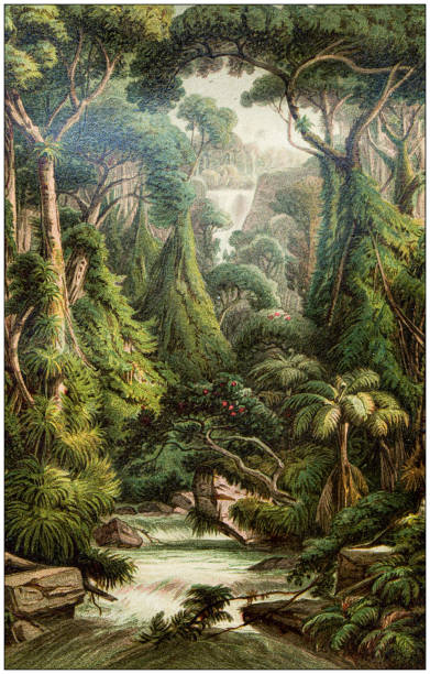 ilustraciones, imágenes clip art, dibujos animados e iconos de stock de ilustración de botánica antigua: bosque de sri lanka - old fashioned scenics engraving river