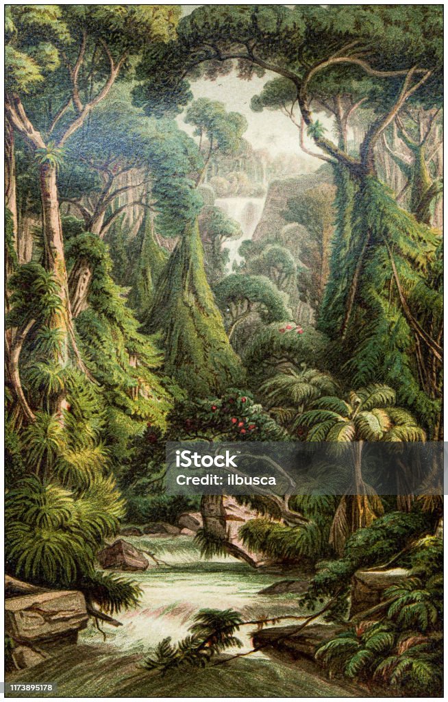 Antique botany illustration: Sri Lanka forest Archival stock illustration