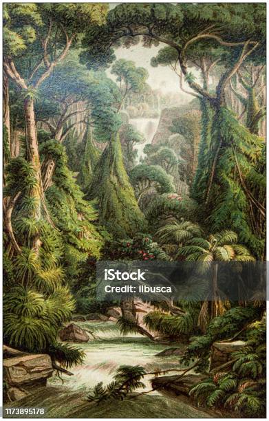 Antique Botany Illustration Sri Lanka Forest Stock Illustration - Download Image Now - Archival, Old-fashioned, Retro Style