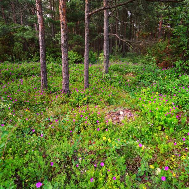 istock Forest on Hiumaa island, Estoina 1173895200