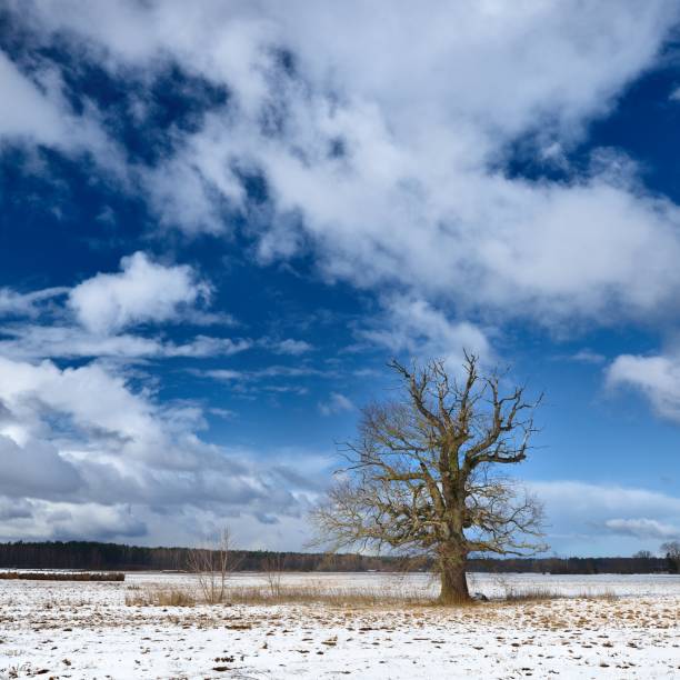 istock Heavy snow storm clouds over fields in countryside 1173897150