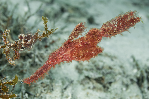 A roughsnout ghost pipefish blends in with the reef in Indonesia.