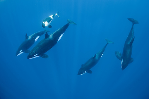 Orca Family Pod photo