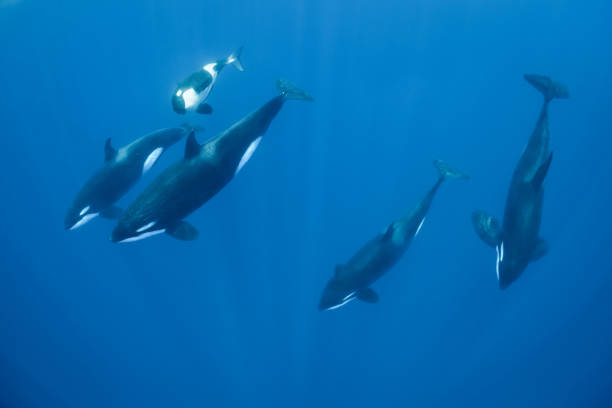Orca Family Pod A pod of orcas, including a juvenile, swim beneath us in the warm waters of the Solomon Islands. killer whale photos stock pictures, royalty-free photos & images